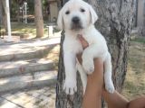 Irk Ve Sağlık Garantili Labrador Yavrular