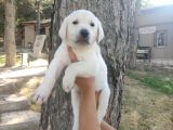 Irk Ve Sağlık Garantili Labrador Yavrular
