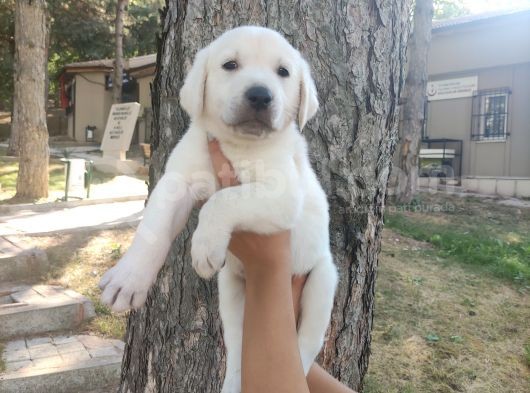Irk Ve Sağlık Garantili Labrador Yavrular görsel