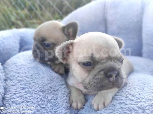 Li̇lacfawn Di̇si̇ French Bulldog Yavrularimiz