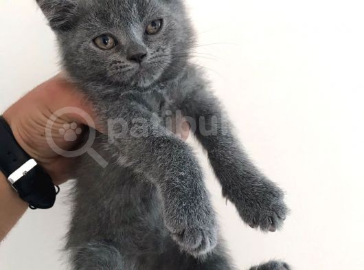 A Kali̇te Bri̇ti̇sh Shorthair 2,5  Aylik Sağlikli 1,5-2,000 