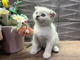 Show Class Dişi Bluepoint Scottish Fold