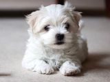 Safkan Maltese Terrier Yavrularımız