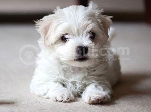 Safkan Maltese Terrier Yavrularımız