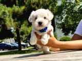 Safkan Maltese Terrier Yavrularımız