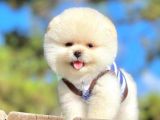 Safkan Pomerani̇an Boo Yavrularimiz