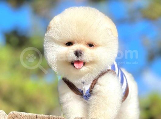 Safkan Pomerani̇an Boo Yavrularimiz görsel