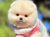 Safkan Pomerani̇an Boo Yavrularimiz