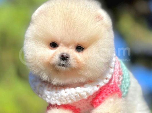 Safkan Pomerani̇an Boo Yavrularimiz