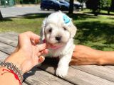 Safkan Maltese Terrier Yavrularımız