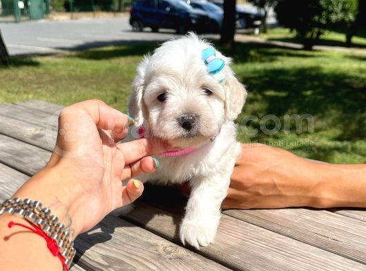 Safkan Maltese Terrier Yavrularımız görsel