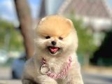 Safkan Pomerani̇an Boo Yavrularimiz