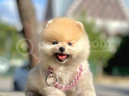Safkan Pomerani̇an Boo Yavrularimiz görsel
