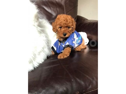 Safkan Toy Poodle Yavrularımız görsel