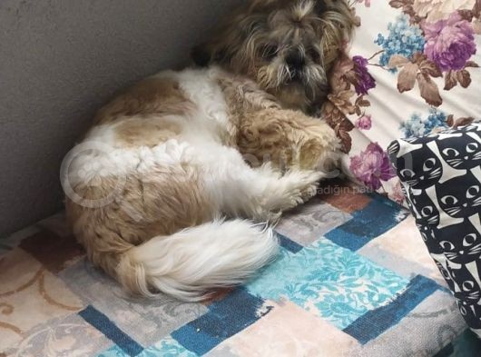 10 Aylık Shih Tzu görsel