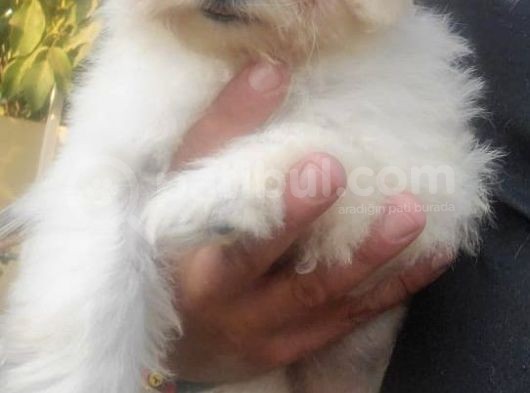 Sıfır Numara Terrier Yavrularımız görsel