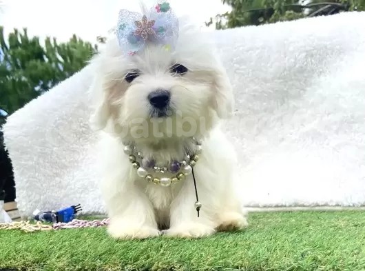 Maltis Terrier görsel