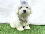 Maltis Terrier
