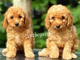Apricot Toy Poodle Kardeşler (Dişi,Erkek)