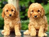 Apricot Toy Poodle Kardeşler (Dişi,Erkek)