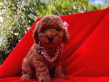 Red Brown Toy Poodle Yavrular