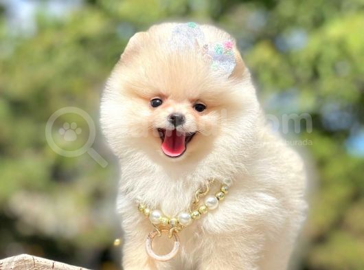Ayıcık Surat Boo Pomeranian Yavrular görsel