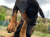 Saf Kan Avrupa Doberman Yavruları