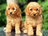 Apricot Toy Poodle Kardeşler (Dişi,Erkek)