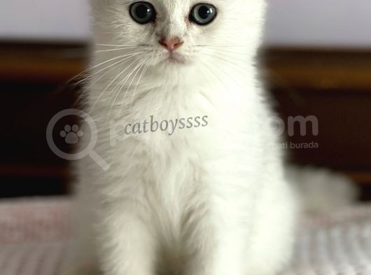 Silver Shaded Scottish Fold Erkek Yavru (Anne Baba Secereli) görsel