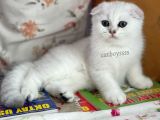 Silver Shaded Scottish Fold Erkek Yavru (Anne Baba Secereli)