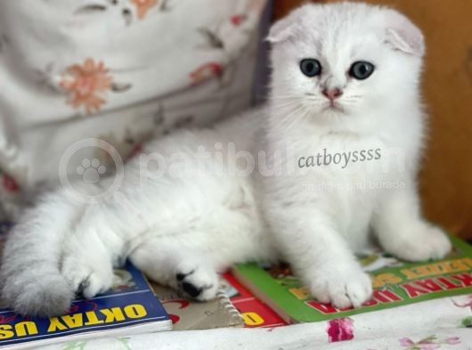 Silver Shaded Scottish Fold Erkek Yavru (Anne Baba Secereli) görsel