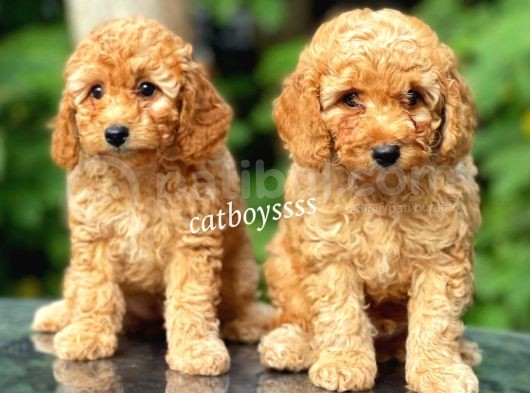 Apricot Toy Poodle Kardeşler (Dişi,Erkek)