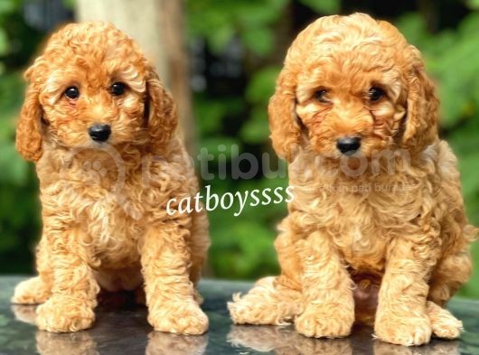 Apricot Toy Poodle Kardeşler (Dişi,Erkek) görsel