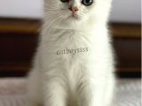 Silver Shaded Scottish Fold Erkek Yavru (Anne Baba Secereli)