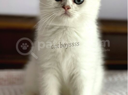 Silver Shaded Scottish Fold Erkek Yavru (Anne Baba Secereli) görsel