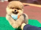 Pomerian Boo