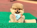 Pomerian Boo