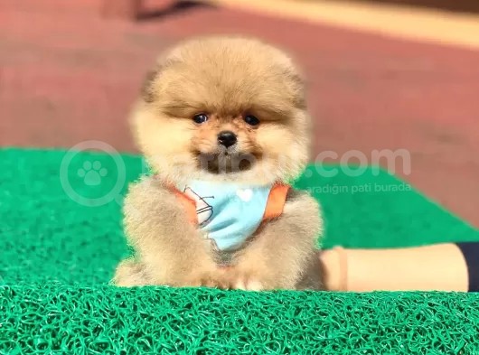 Pomerian Boo görsel