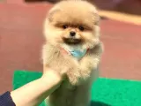 Pomerian boo