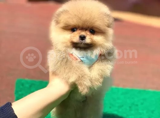 Pomerian Boo