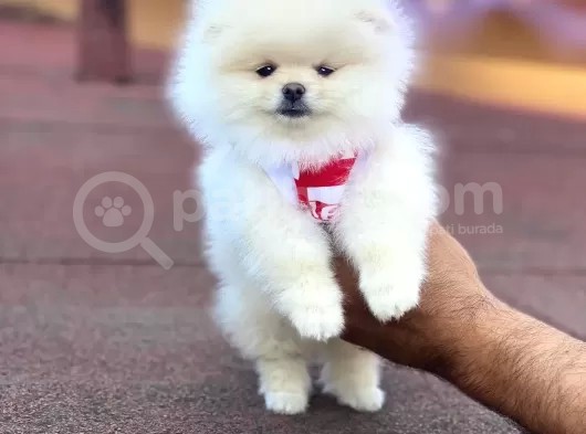 Pomerian Boo görsel