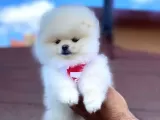 Pomerian Boo
