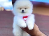 Pomerian Boo