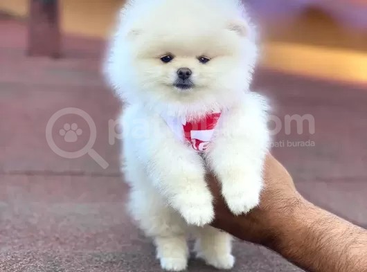 Pomerian Boo görsel