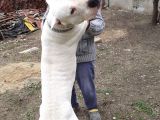Üst Sınıf A Kalite Dogo Yavrular