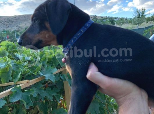Saf Kan Avrupa Doberman Yavruları görsel