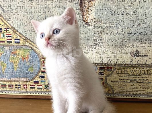 Scottish Bluepoint Dişi Ve Beyaz British Shorthair Erkek Yavrumuz görsel