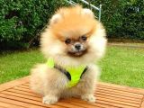 Safkan Teddy Bear Pomeranian Yavrularımız