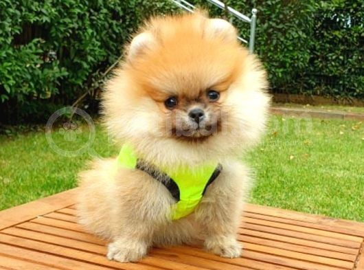 Safkan Teddy Bear Pomeranian Yavrularımız görsel