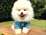 Safkan Teddy Bear Pomeranian Yavrularımız